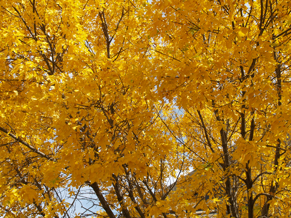 fall