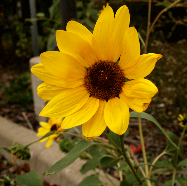 flower